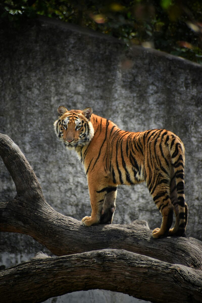 wild Bengal tiger in forest